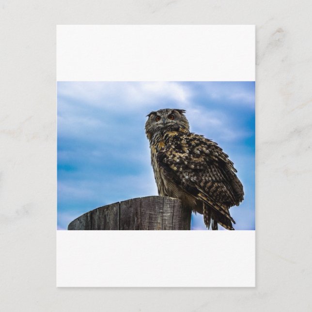 Owl Bird Feathers Animal Nature Destiny Peace Love Postcard (Front)