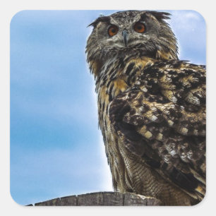 Owl Bird Feathers Animal Nature Destiny Peace Love Square Sticker