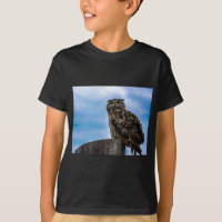 Owl Bird Feathers Animal Nature Destiny Peace Love