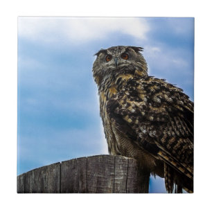Owl Bird Feathers Animal Nature Destiny Peace Love Tile