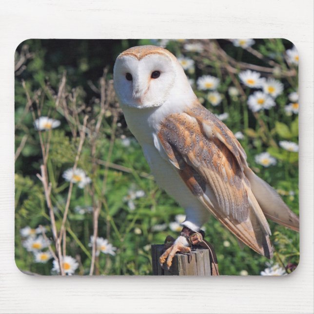 owl, bird, wildlife mouse pad (Front)