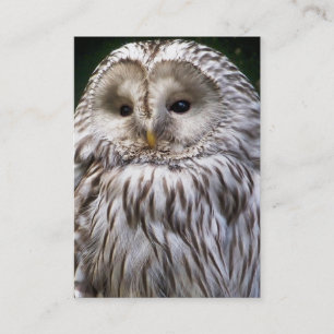 OWL BUSINESS CARD