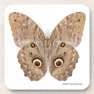 Owl Butterfly Coaster