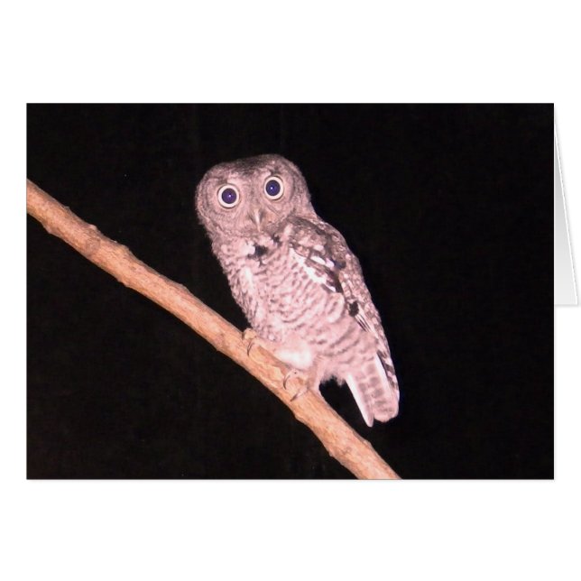 Owl Card (Front Horizontal)