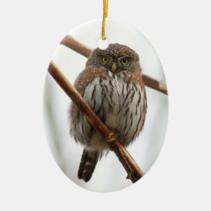 Owl Christmas Ornament - Northern Pygmy-Owl