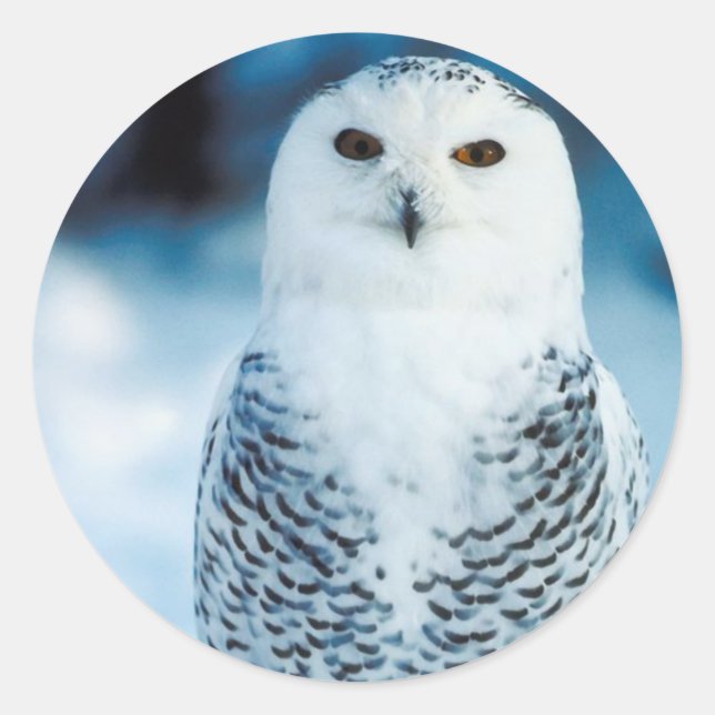Owl Classic Round Sticker (Front)