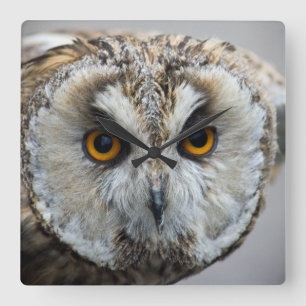 Owl Clock