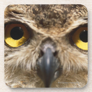 Owl Close-Up Coaster