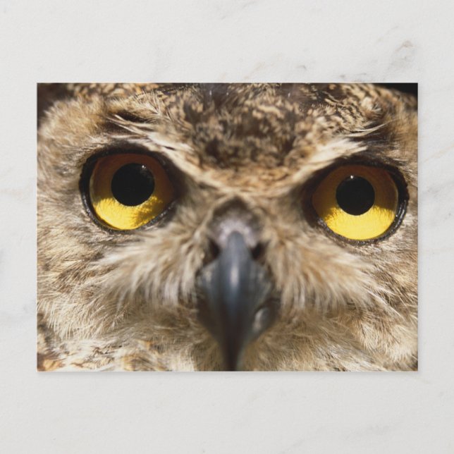 Owl Close-Up Postcard (Front)
