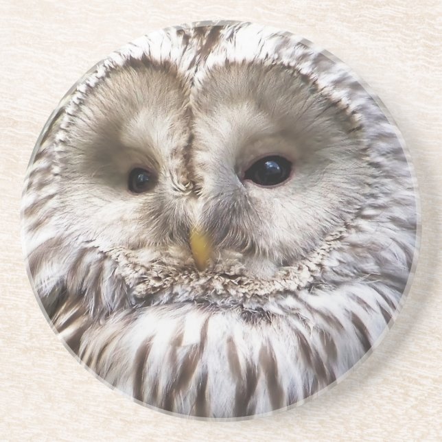 OWL COASTER (Front)
