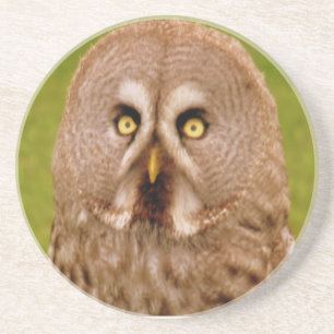 Owl Coaster