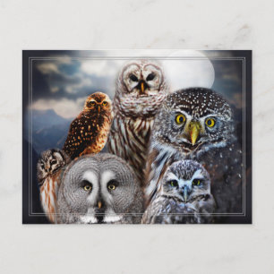 Owl Collage Postcard