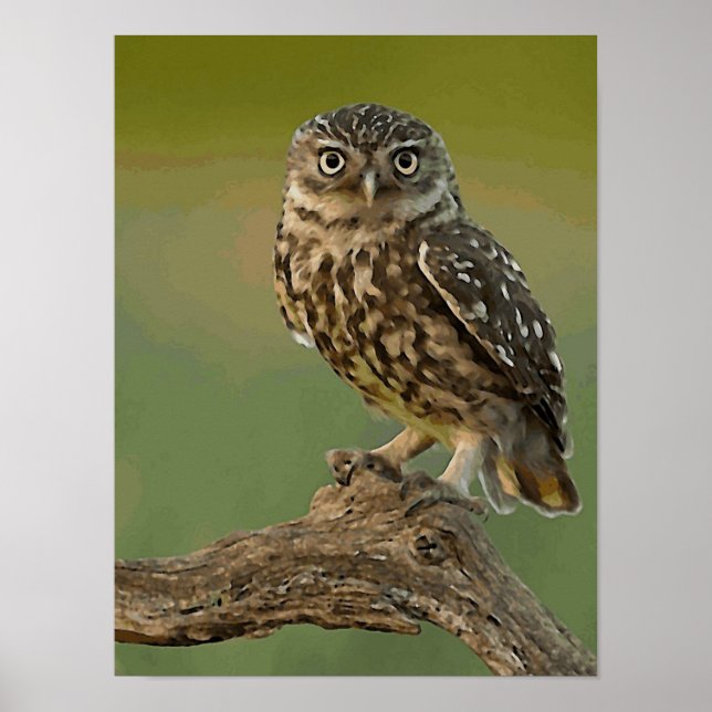 Owl Eye Bird Wild Poster (Front)