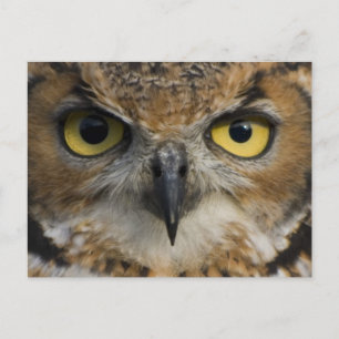 Owl Eyes Postcard