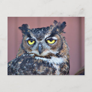 Owl Eyes Postcard