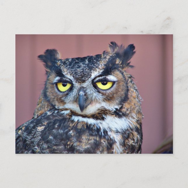 Owl Eyes Postcard (Front)