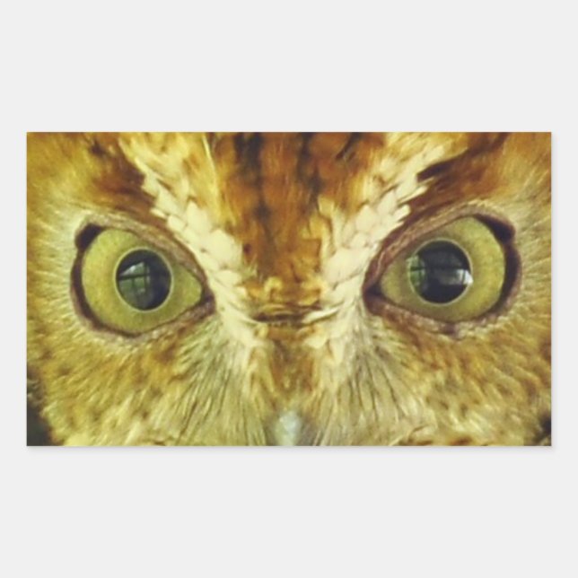 Owl Eyes Screech Owl Sticker (Front)