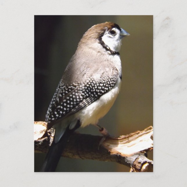 Owl Face Finch postcard (Front)