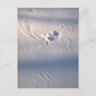 Owl feather imprint in the snow postcard