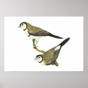 Owl Finch (both forms) - Taeniopygia bichenovii Poster
