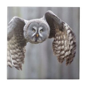 owl flying animal feathers bird park forest birds ceramic tile