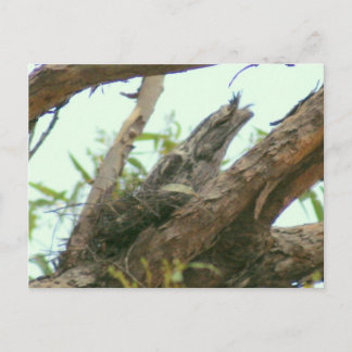 owl frogmouth postcard