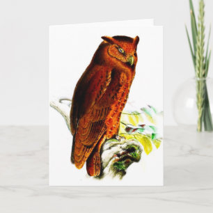 Owl Greeting Card