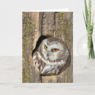 Owl Greeting Card