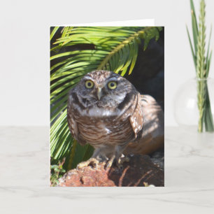 Owl greeting card - blank