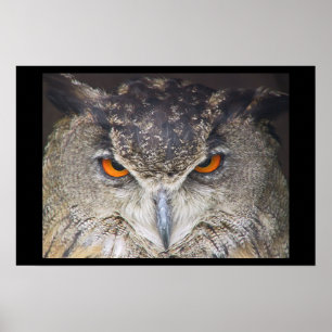 Owl head poster