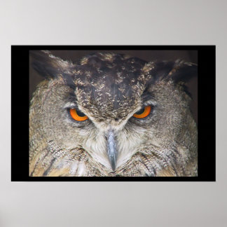 Owl head poster