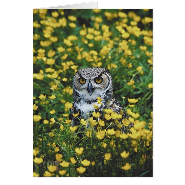 Owl in Buttercups (Front)