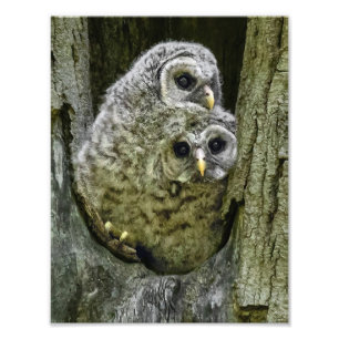 Owl In The Family Photo Print