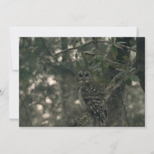 Owl in the Forest Card