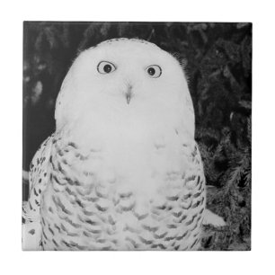 Owl In The Snow Tile