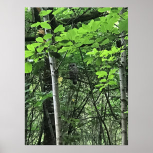 Owl in the Trees, Oregon Poster
