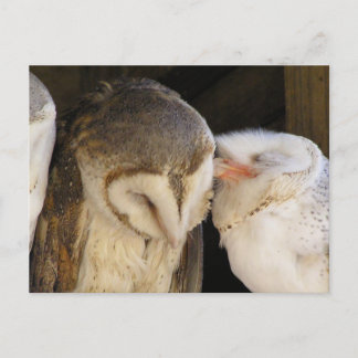 Owl Kisses! Postcard