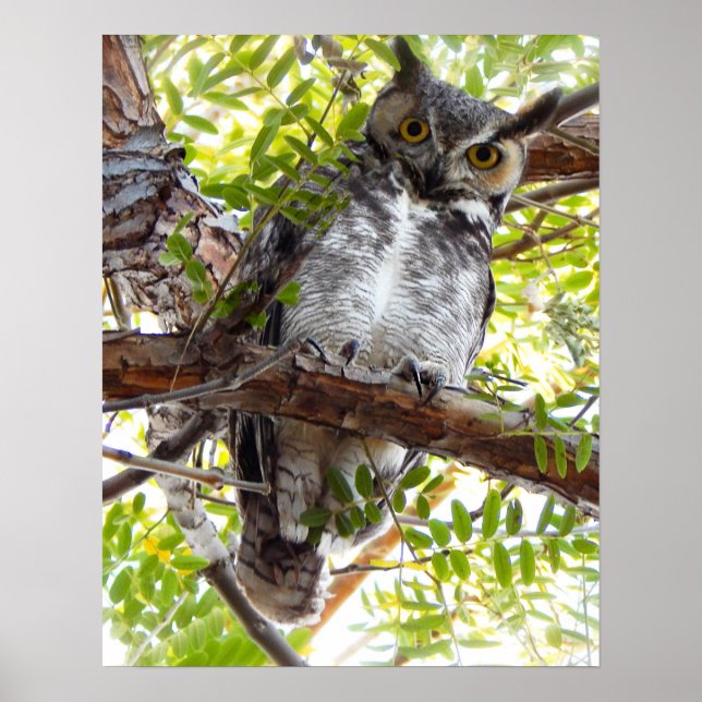 Owl Looking Down From Branch Poster (Front)