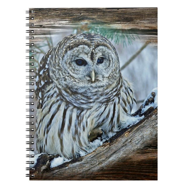 Owl Notebook (Front)
