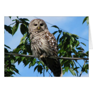 Owl On Wire