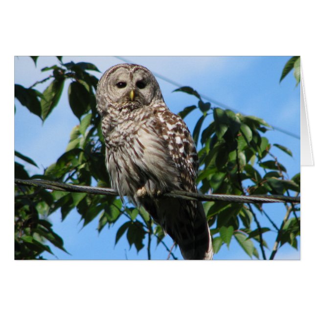 Owl On Wire (Front Horizontal)