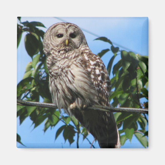 Owl On Wire Magnet (Front)