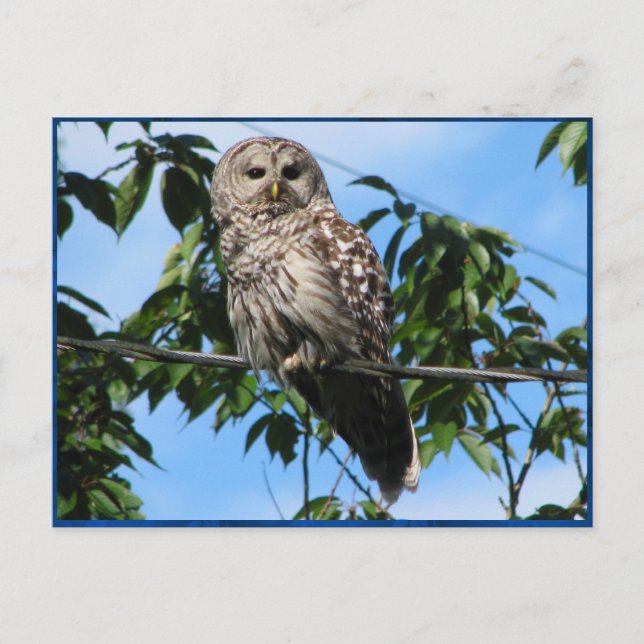 Owl On Wire Postcard (Front)