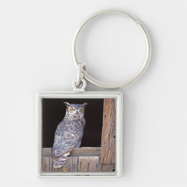 Owl perched in a window key ring (Front)