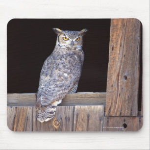 Owl perched in a window mouse pad