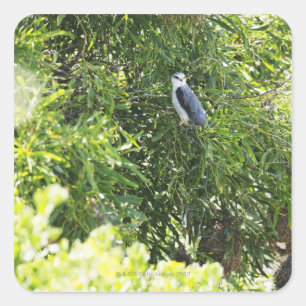Owl perching on a tree square sticker