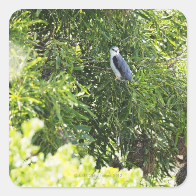 Owl perching on a tree square sticker (Front)