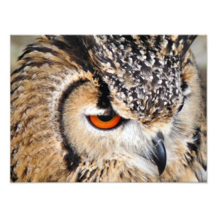 OWL PHOTO PRINT