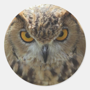 Owl Photo Stickers