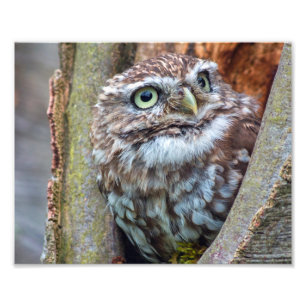 owl photograph